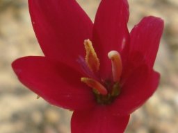 Geissorhiza erosa flower